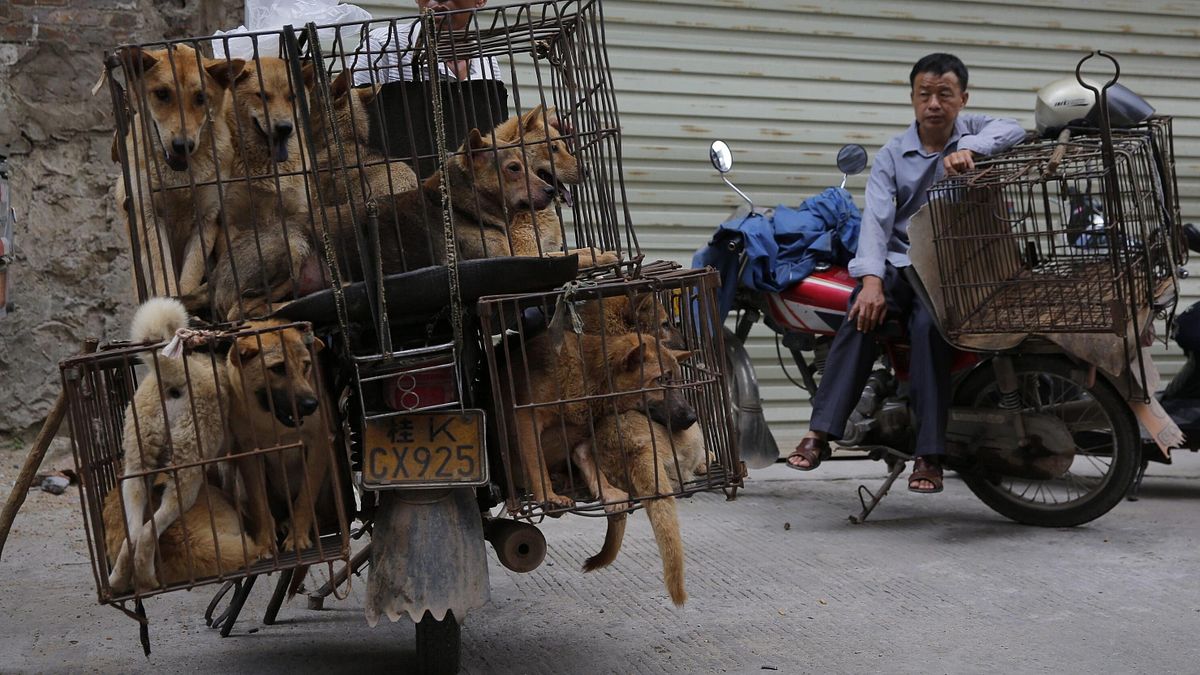 Rischio rabbia in Indonesia, Giacarta vieta la carne di cane e di gatto