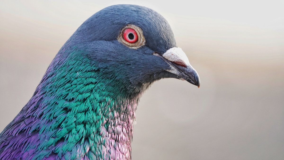 russia testati i primi piccioni dotati di chip cerebrale per la sorveglianza urbana