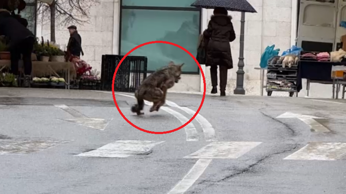 Tra le bancarelle di Valdobbiadene (Treviso) spunta... un lupo