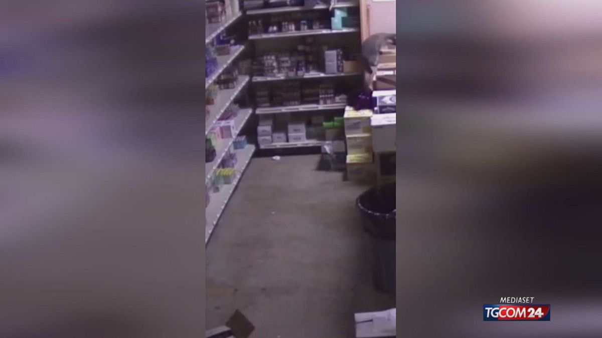 Procione ubriaco in negozio di liquori, il video delle telecamere di sorveglianza