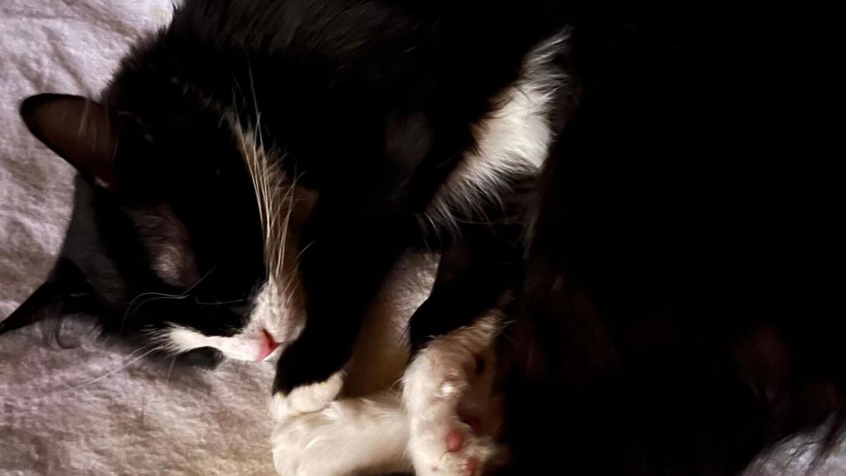 Tac al gatto in ospedale, radiologo verso il processo