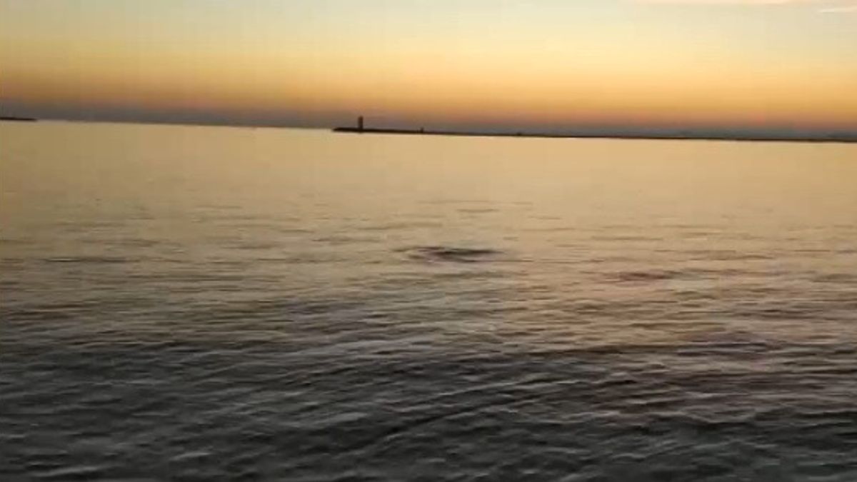 Venedik'te Mimmo yunusunun ardından bir keşiş foku belirir
