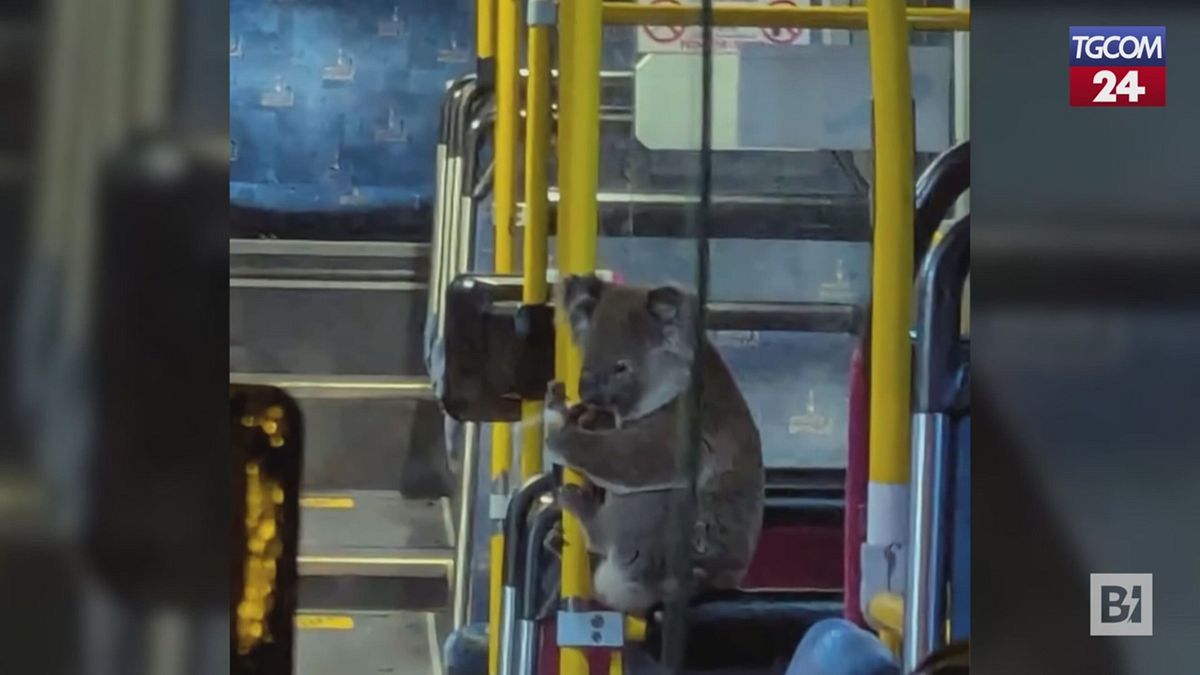 Avustralya'da bir koala trafikten kaçmak için otobüse bindi