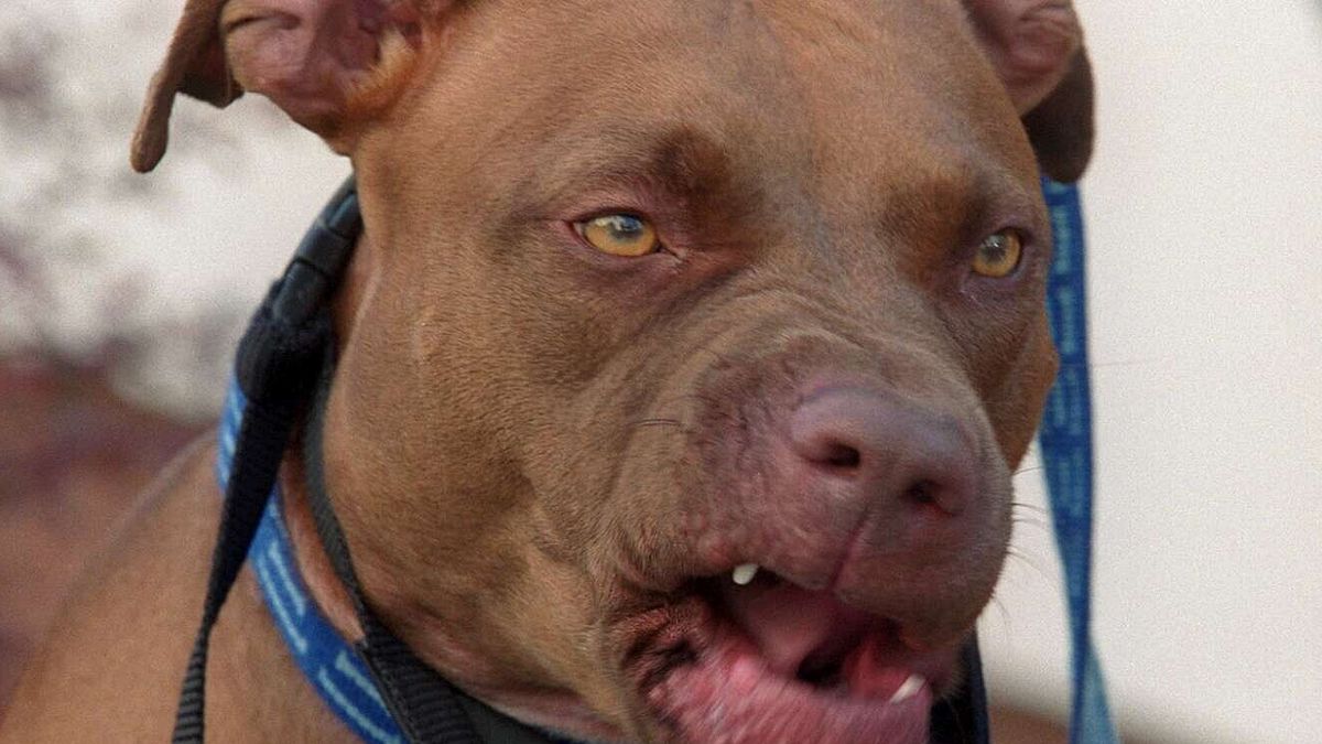 Pitbull'un ısırdığı eşi köpeği bıçaklayarak onu kurtardı