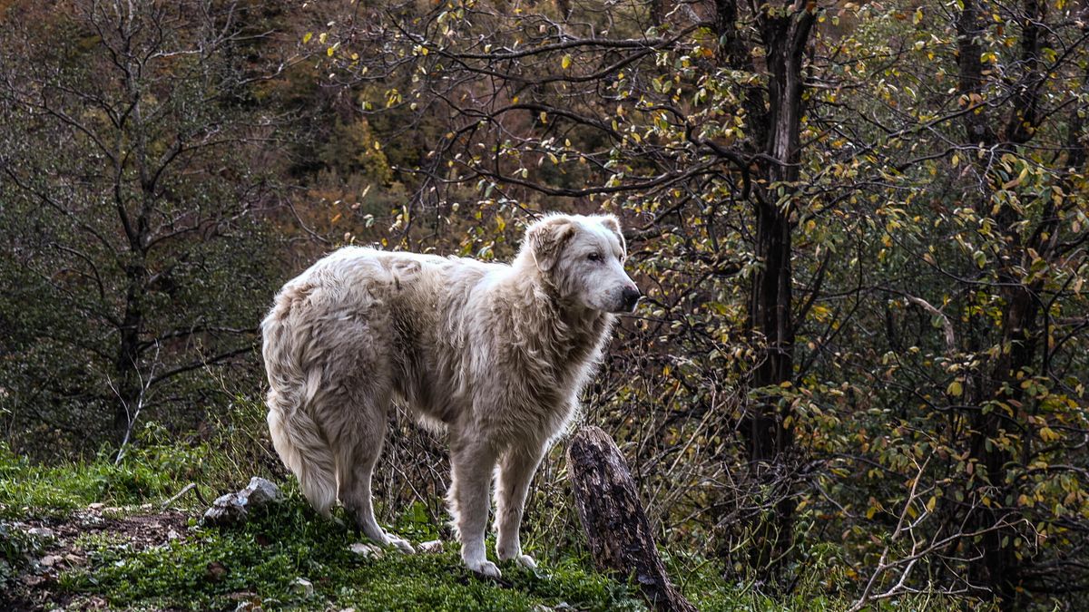 Avellino, uomo perde i sensi sotto un tronco: salvato da Bella, il cane del vicino