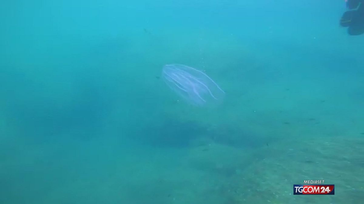Noce di mare, il nuovo predatore che invade il mar Adriatico