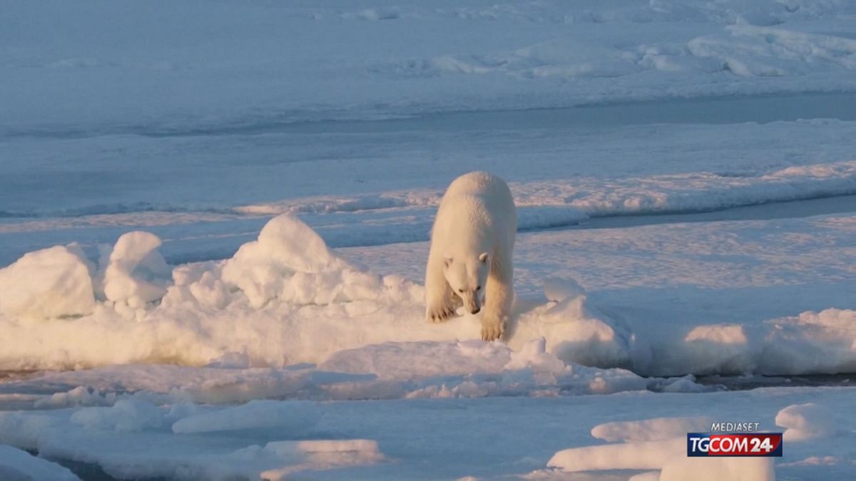 Svalbard'da kutup ayıları giderek daha iyi hale geliyor, ancak bu uzun sürmeyebilir