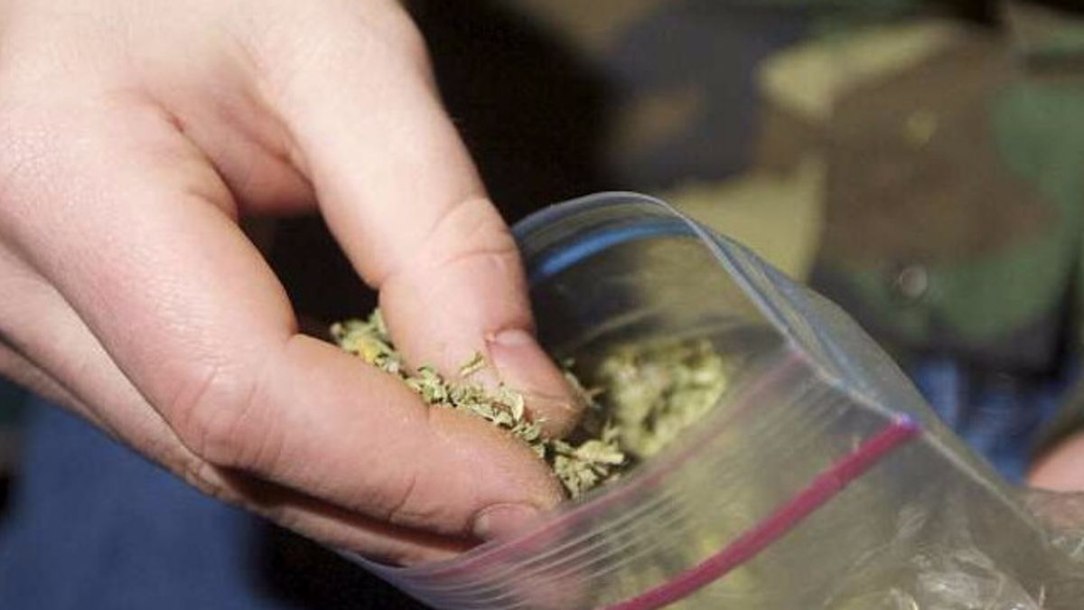 Lodi, scoperta piantagione di marijuana da un milione di euro: due arresti