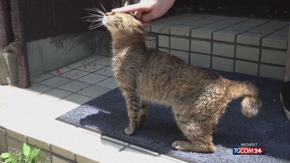 Ulusal Kedi Günü, dünyayı fetheden nadir Japon kısa kuyruklu ırk
