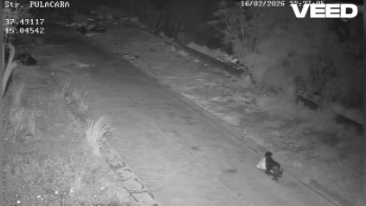 Catania, immortalato il cane addestrato per lasciare i rifiuti in strada