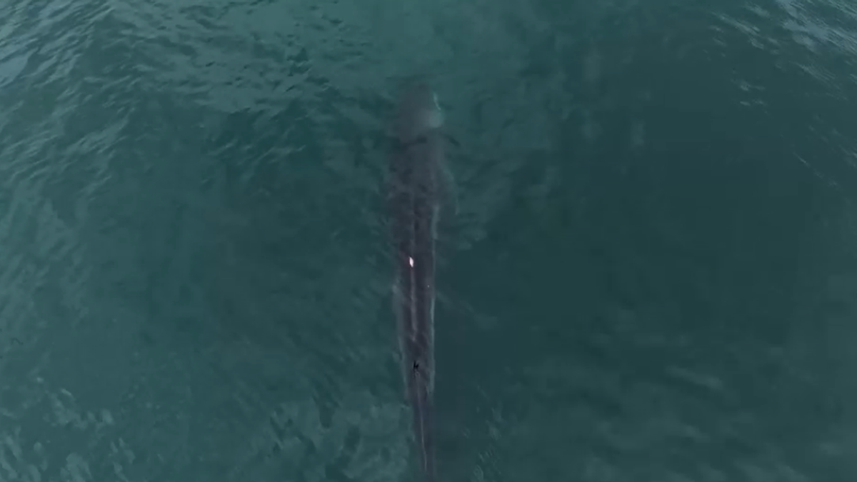 Una balenottera nel porto di Napoli: le immagini dal drone