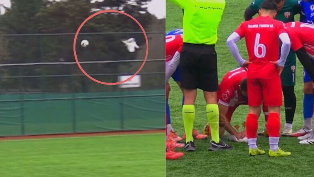Turchia, calciatori salvano un gabbiano colpito dal pallone e poi ...