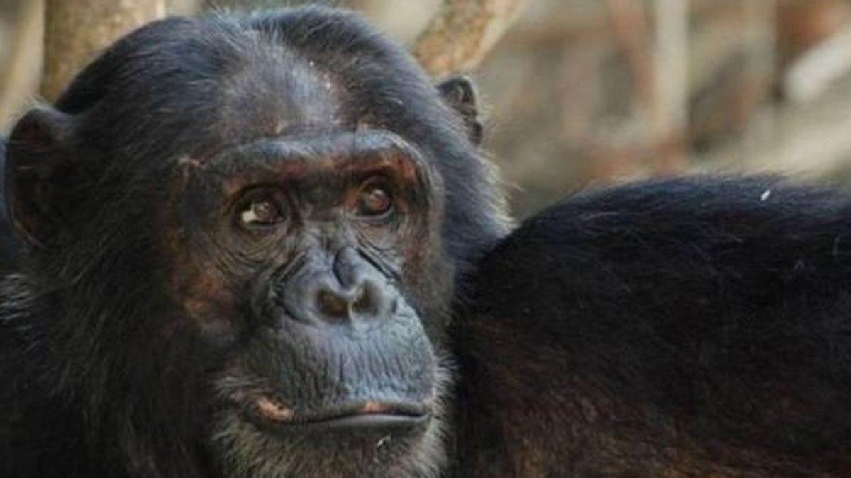 Uganda, Kibale ormanında “sarhoş” şempanzeler bulundu