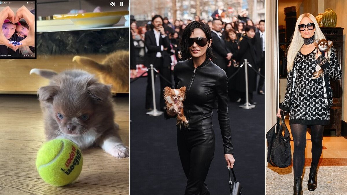 Fedez'den Demi Moore'a mini köpek trendi