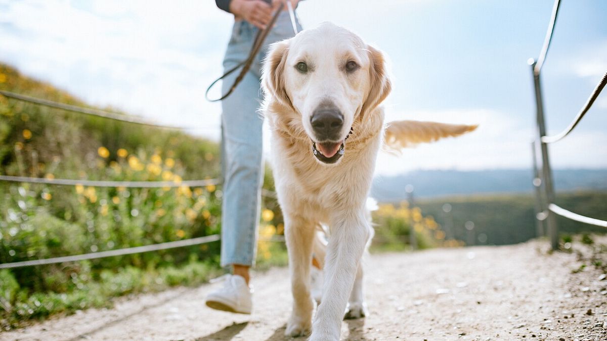 Köpek sahipleri için lisans, eğitime odaklanın