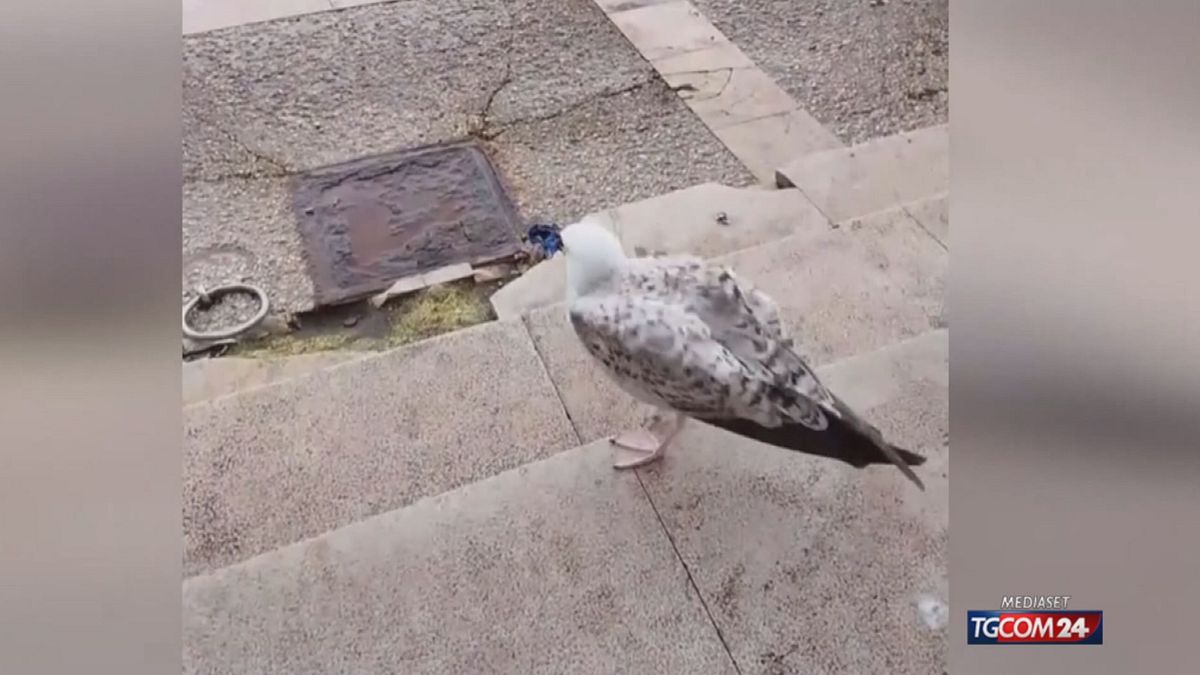Bari, il gabbiano Pasquale è la mascotte del molo San Nicola