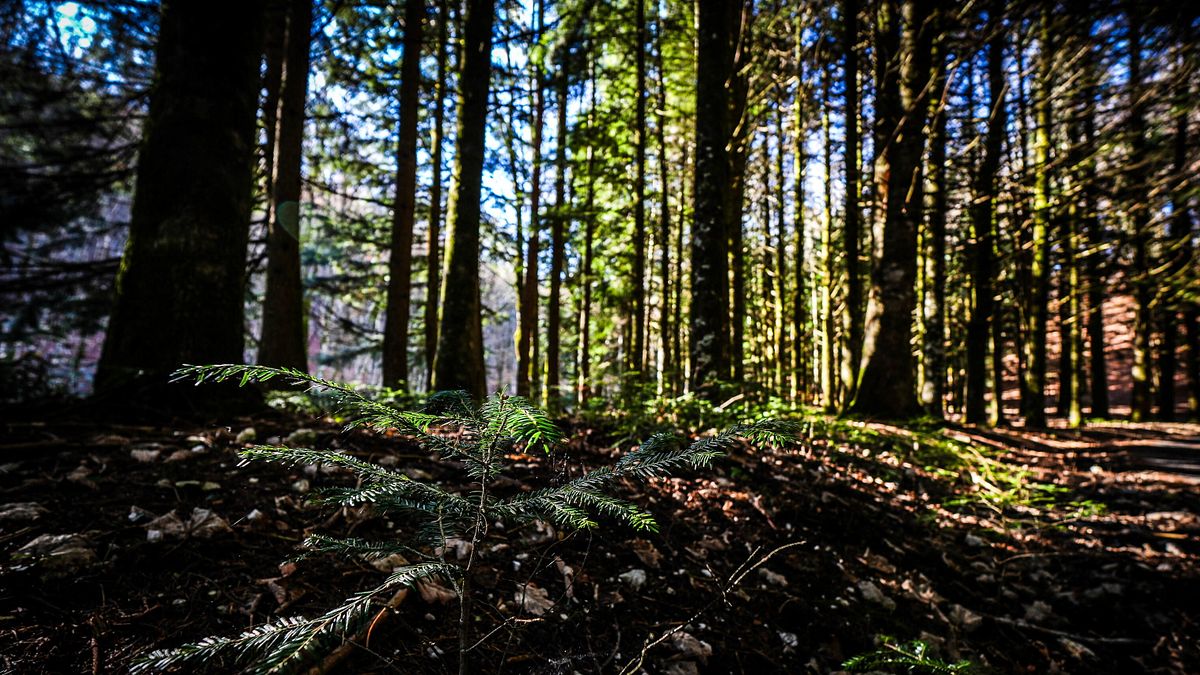 Cefalù, due bambini nel bosco in una comunità di adulti: interviene la procura