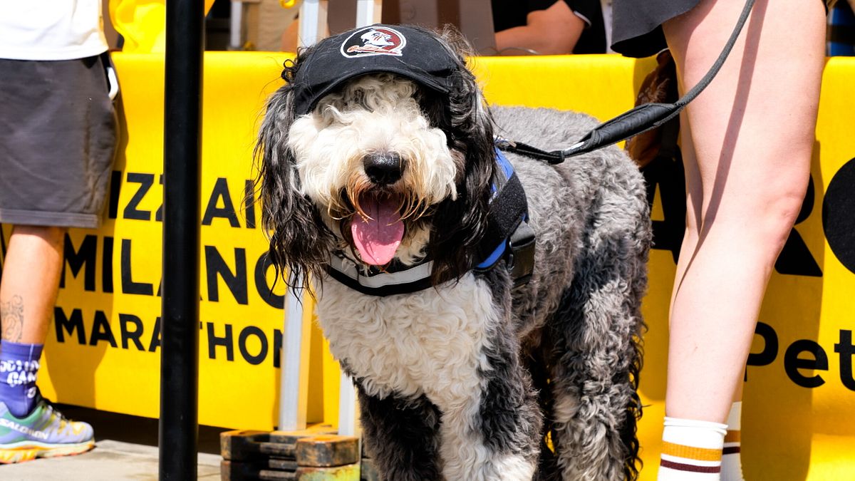 Milan Dog Run, Arcaplanet ile CityLife parkında 2026'da geri döndü