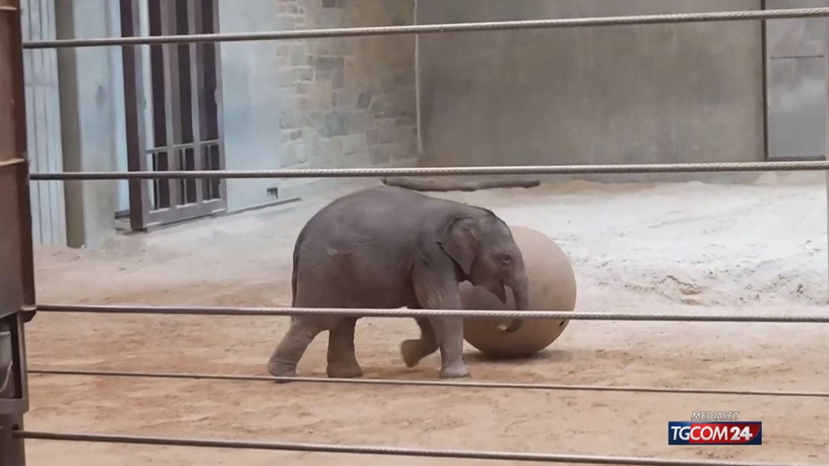 Linh Mai, la cucciola di elefante debutta per l'Earth Day allo zoo dopo ...