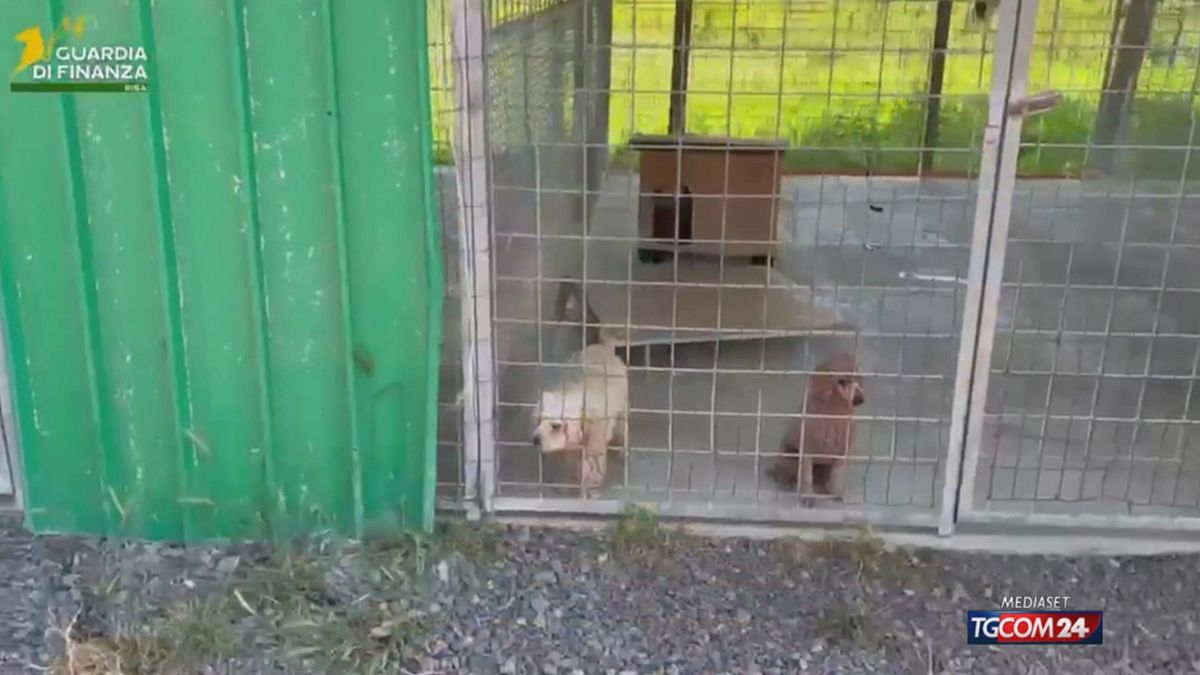 Pisa, la Gdf salva centinaia di barboncini da un allevamento abusivo