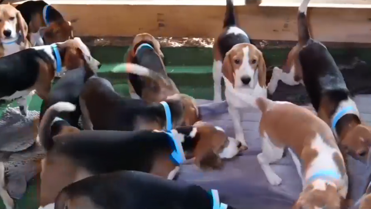 ABD, bir araştırma merkezinden 1.500 beagle serbest bırakıldı: Yeni bir hayata sahip olacaklar