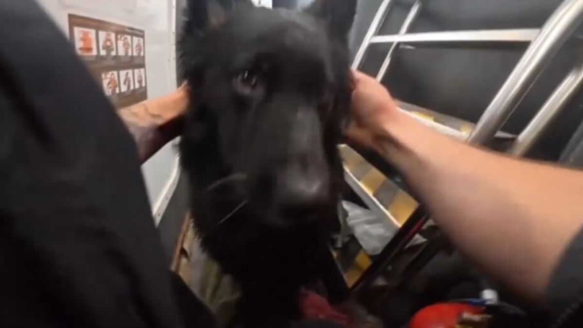 Büyük Britanya, açık denizde iki balıkçı tarafından kurtarılan kanoda sürüklenen köpek