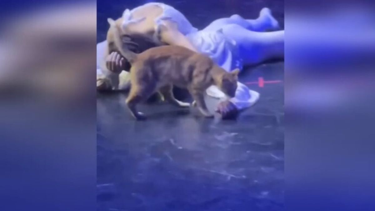 Türkiye, Romeo ve Juliet gösterisinde dikkatleri bir kedi çekiyor