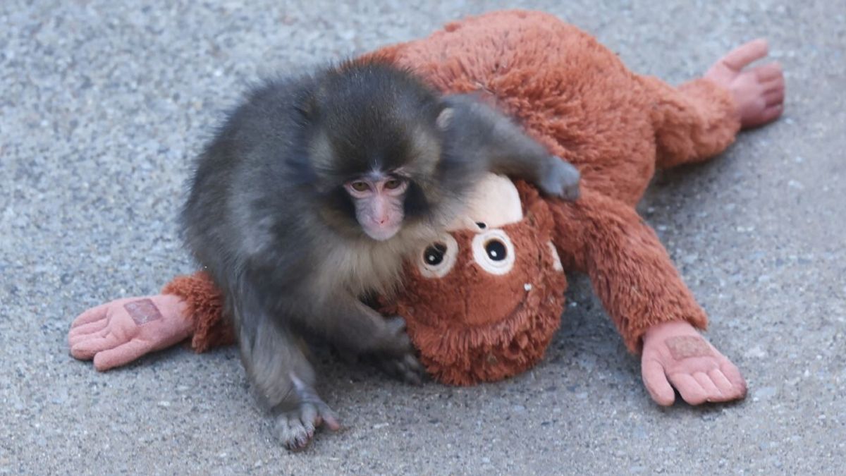 Punch, terk edilmiş maymun ve peluş hayvanının hikayesi