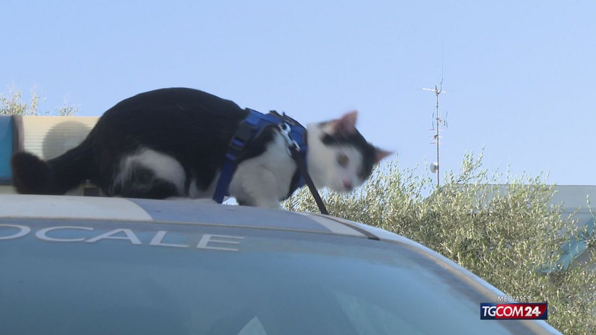 Loano, il gatto della polizia locale vince il premio come "miglior influencer del web"