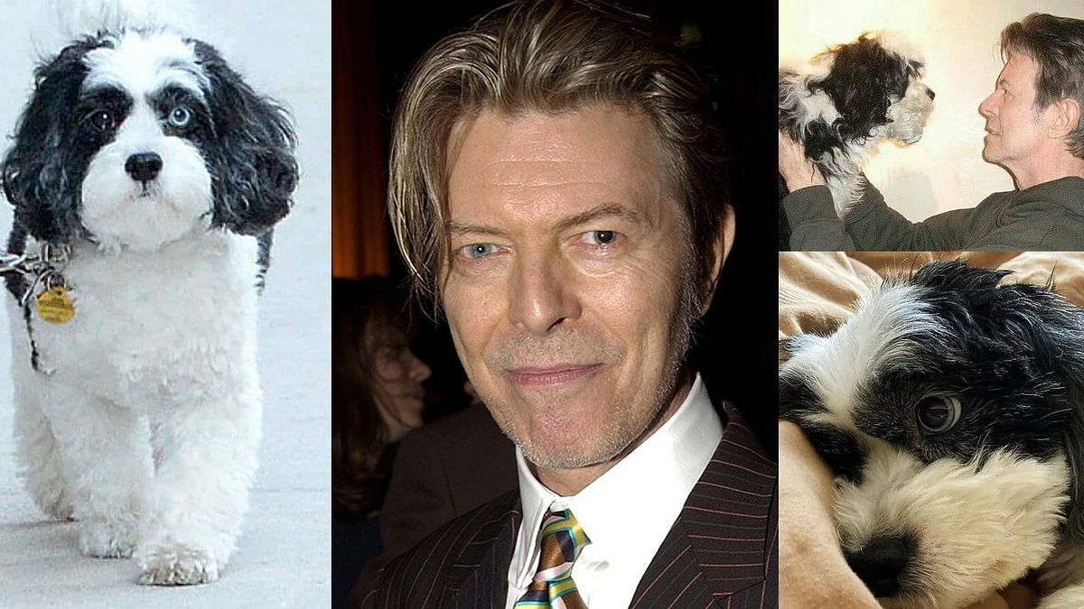 E' morto Maxipoo, il cagnolino di David Bowie che aveva gli occhi di ...