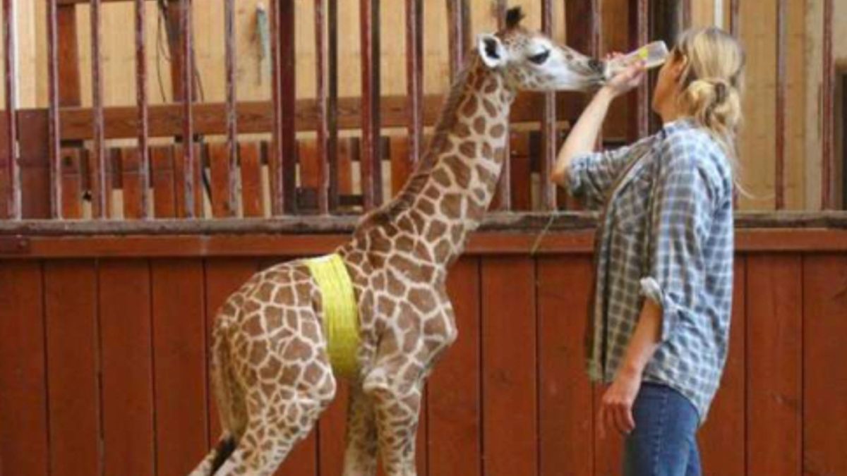 Sottobicchiere Umoristico 'Beware Pazzo Giraffa' – 9x9 Cm, Finitura Lucida, Regalo Divertente Per Amici