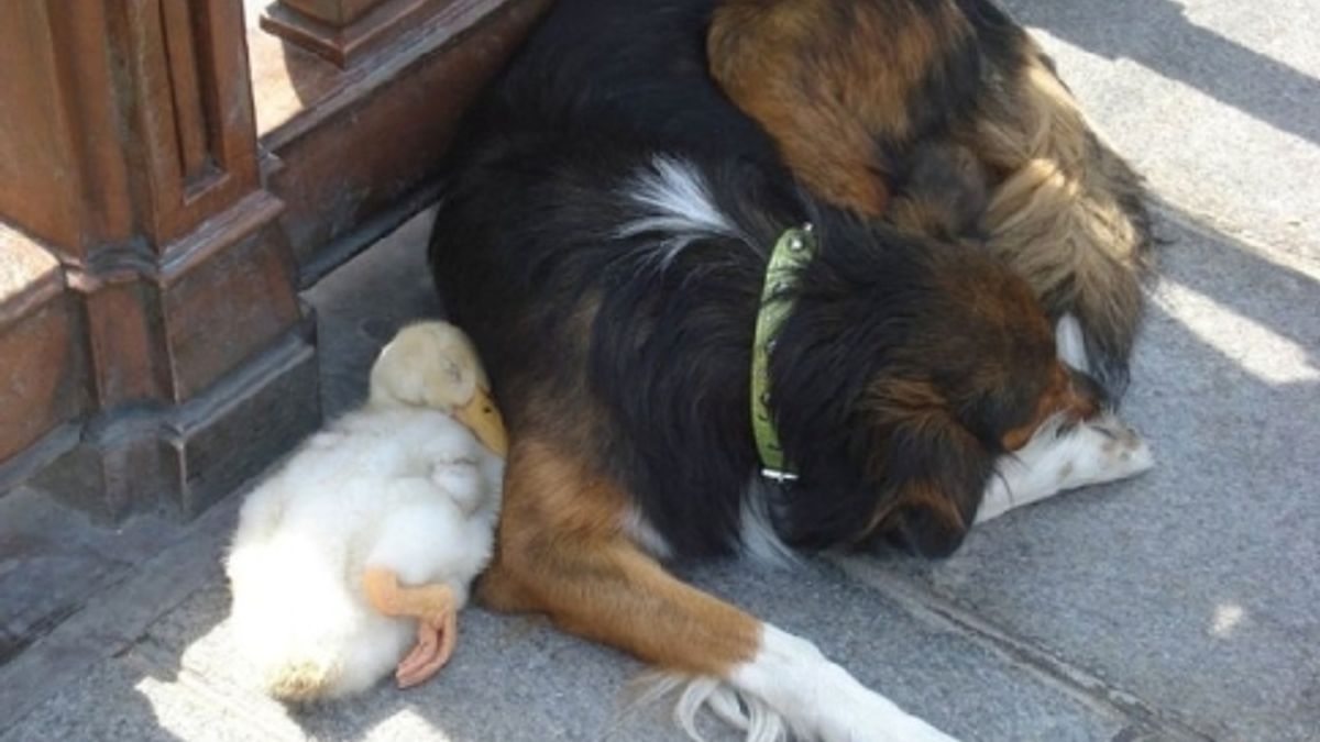 Un cane e una papera,strana coppia a Parigi Bizzarro duo scovato e ...