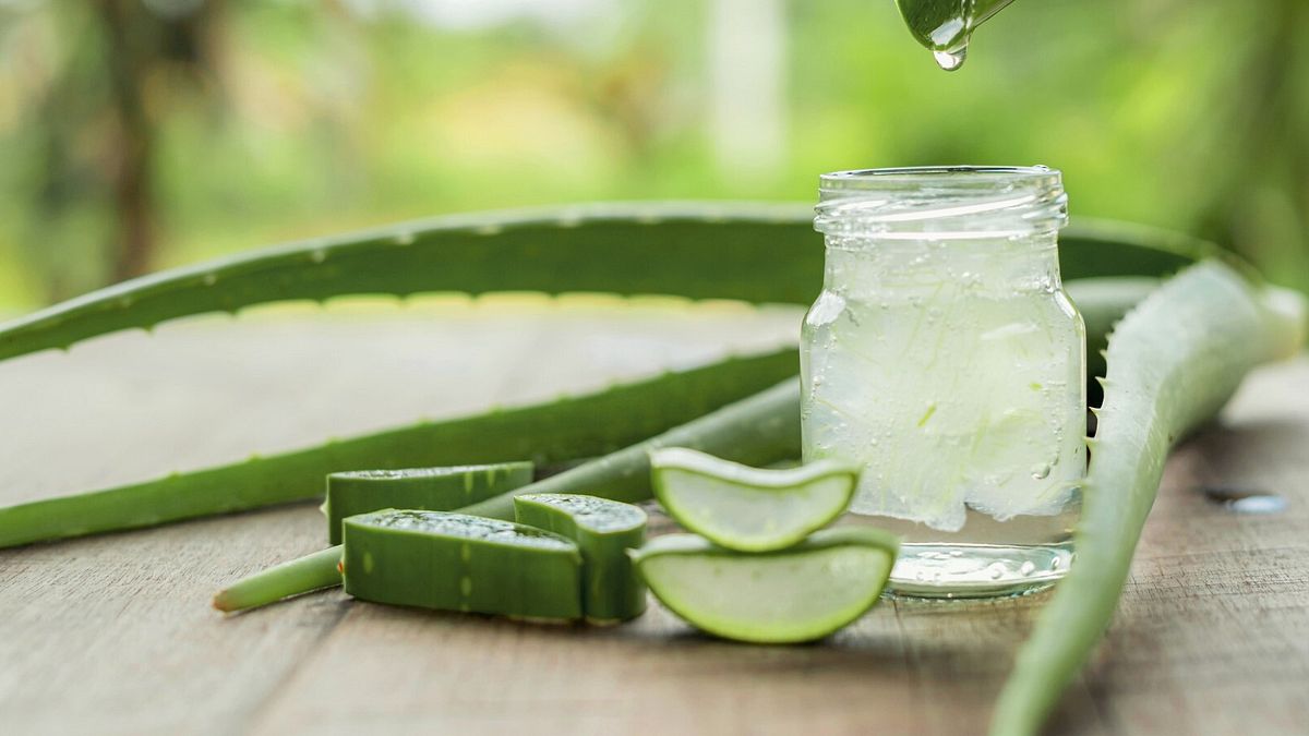 Aloe vera: tutte le virt di una pianta straordinaria - Tgcom24