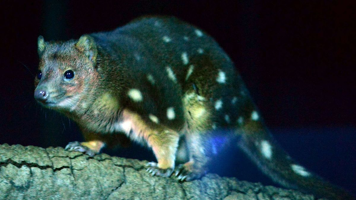 Quoll a rischio estinzione, non dormono per fare sesso