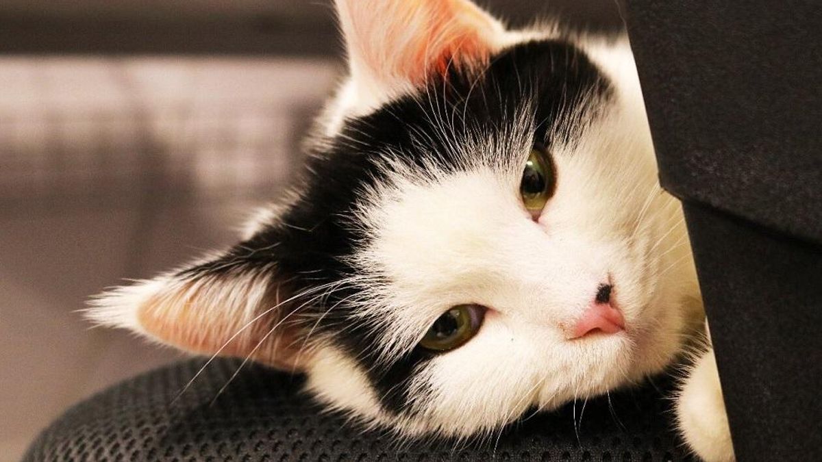 Il gatto sta male? Un'app misura il livello di dolore