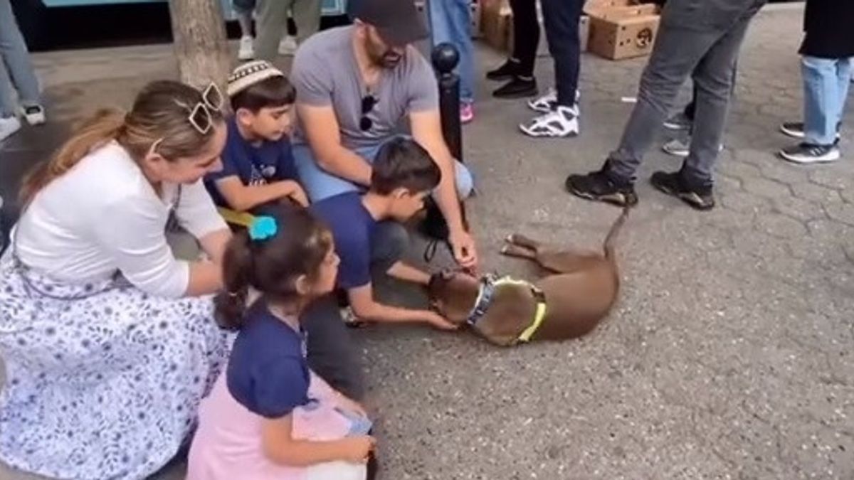 New York, famiglia ritrova cane a evento di adozioni del canile