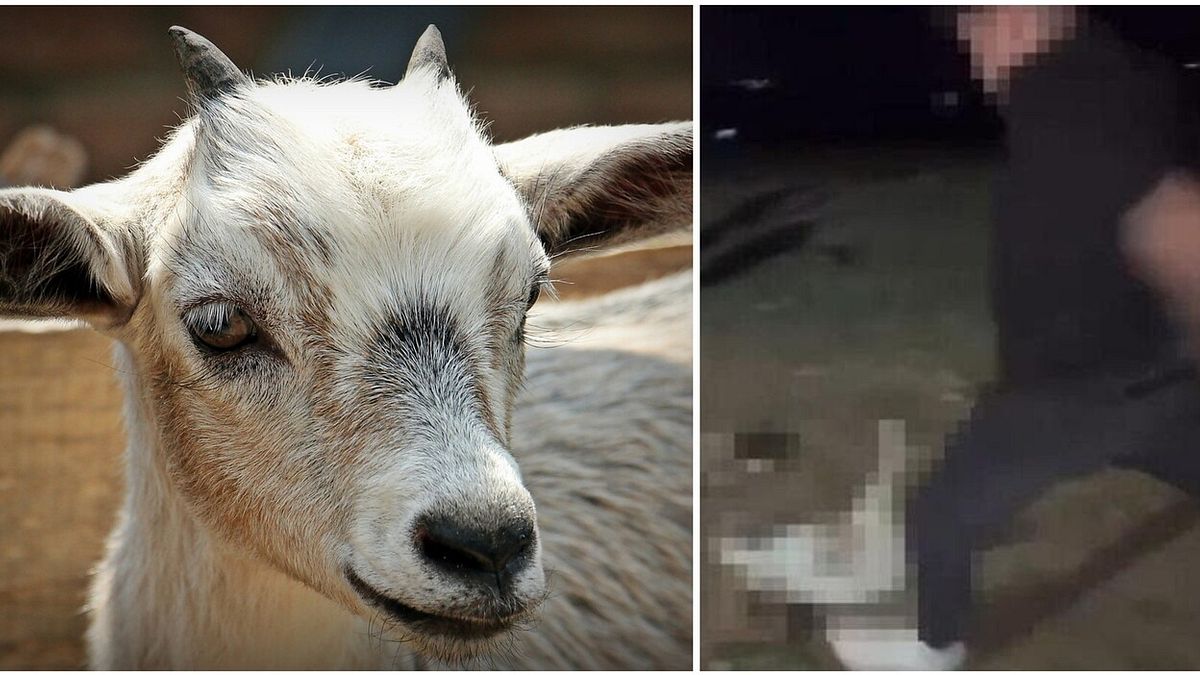 Anagni (Frosinone), uccidono capretta a calci: 12 identificati
