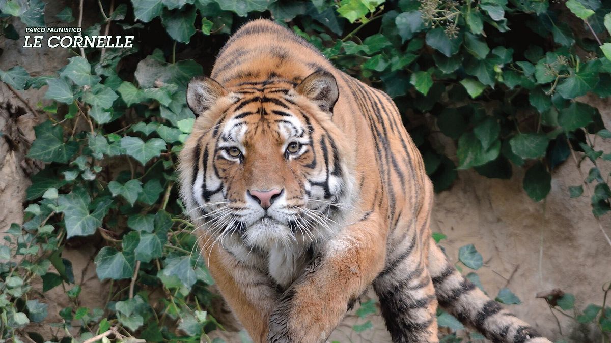 Bergamo, addio a Romeo: tigre del Parco Faunistico Le Cornelle