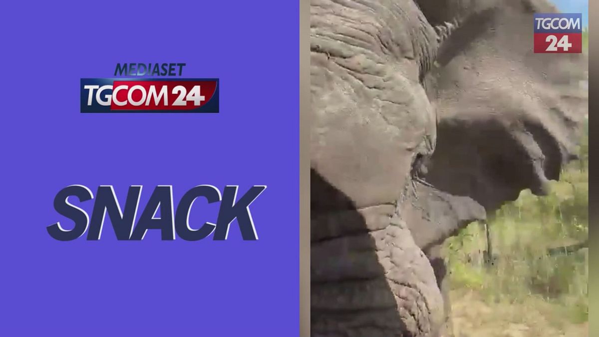 Zambia, elefante attacca turisti durante un safari: morta una donna