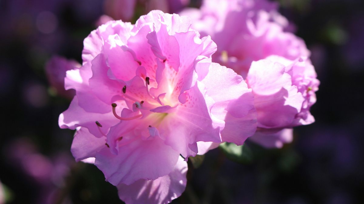 E-Garden: l’azalea