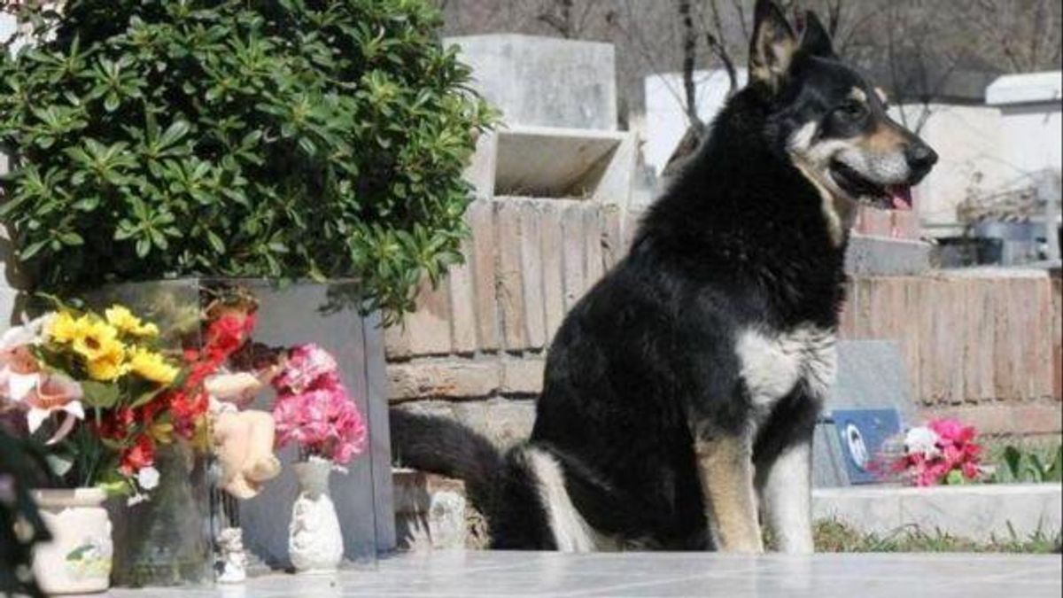 Addio a Capitan, il cane che per oltre 10 anni ha vegliato sulla tomba ...
