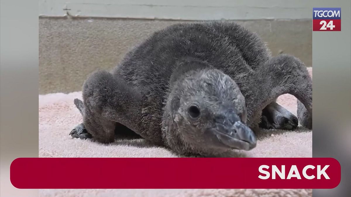 Lo zoo di Chicago in festa, è nato un pinguino di Humboldt