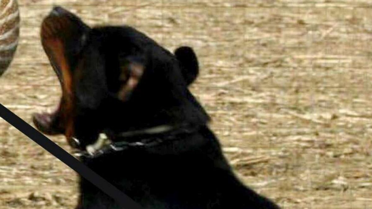 Umbria, 5 12 months previous baby attacked by Rottweiler: critical