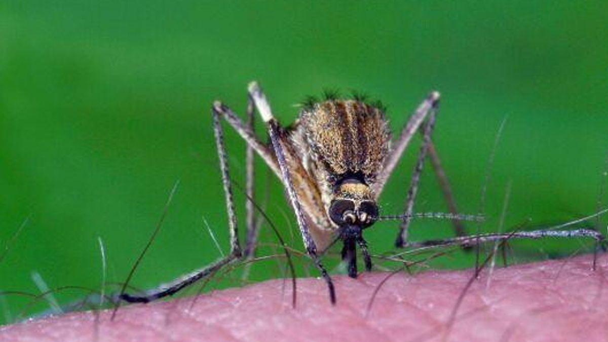 West Nile, an infectious group identified in Padua: four cases