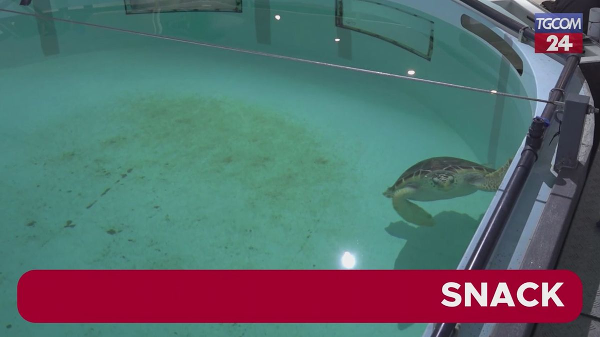 Azores, the Nazare turtle released into the wild after a long rehabilitation period