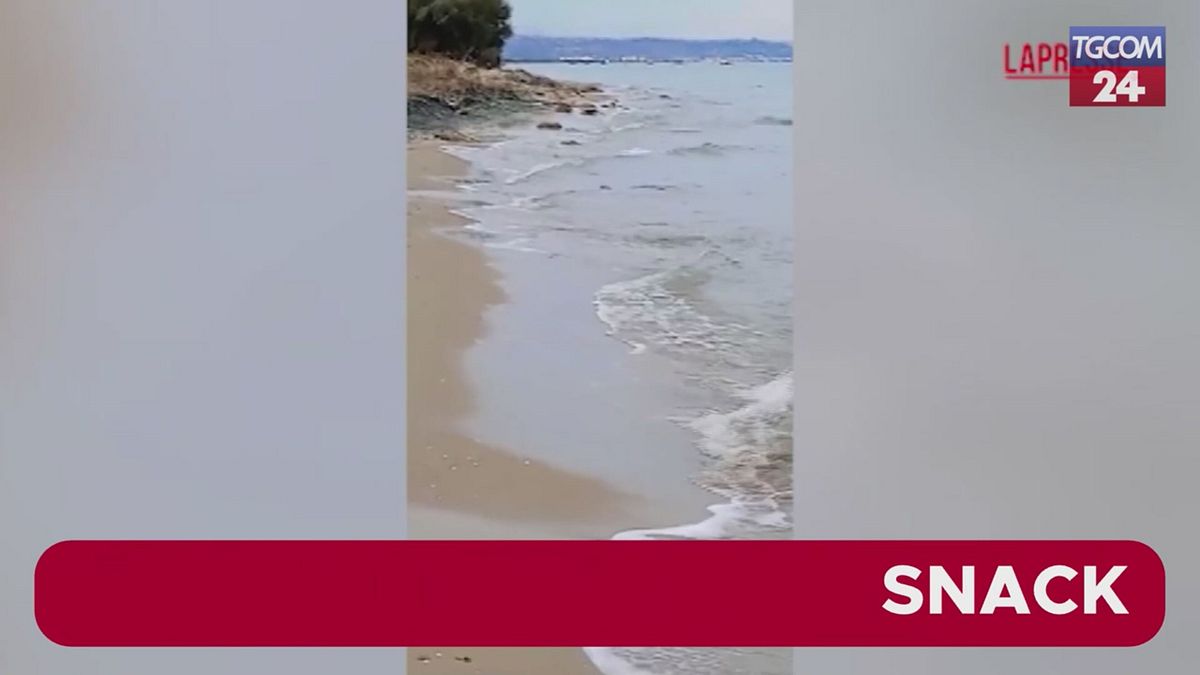 Molise, Petacciato'da denizde çok nadir görülen bir su samuru