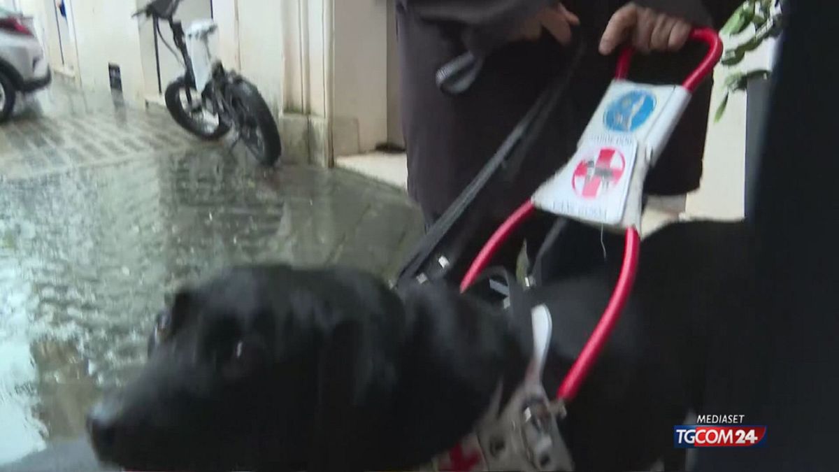 Rehber köpek yürüyüşü: 50 tanesi Montecitorio'da