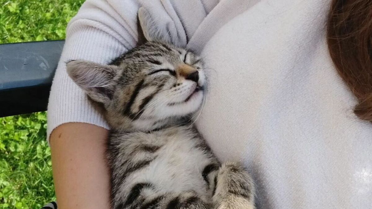 Storo (Trento), Cadılar Bayramı'nda ağzında havai fişekle öldürülen kedi