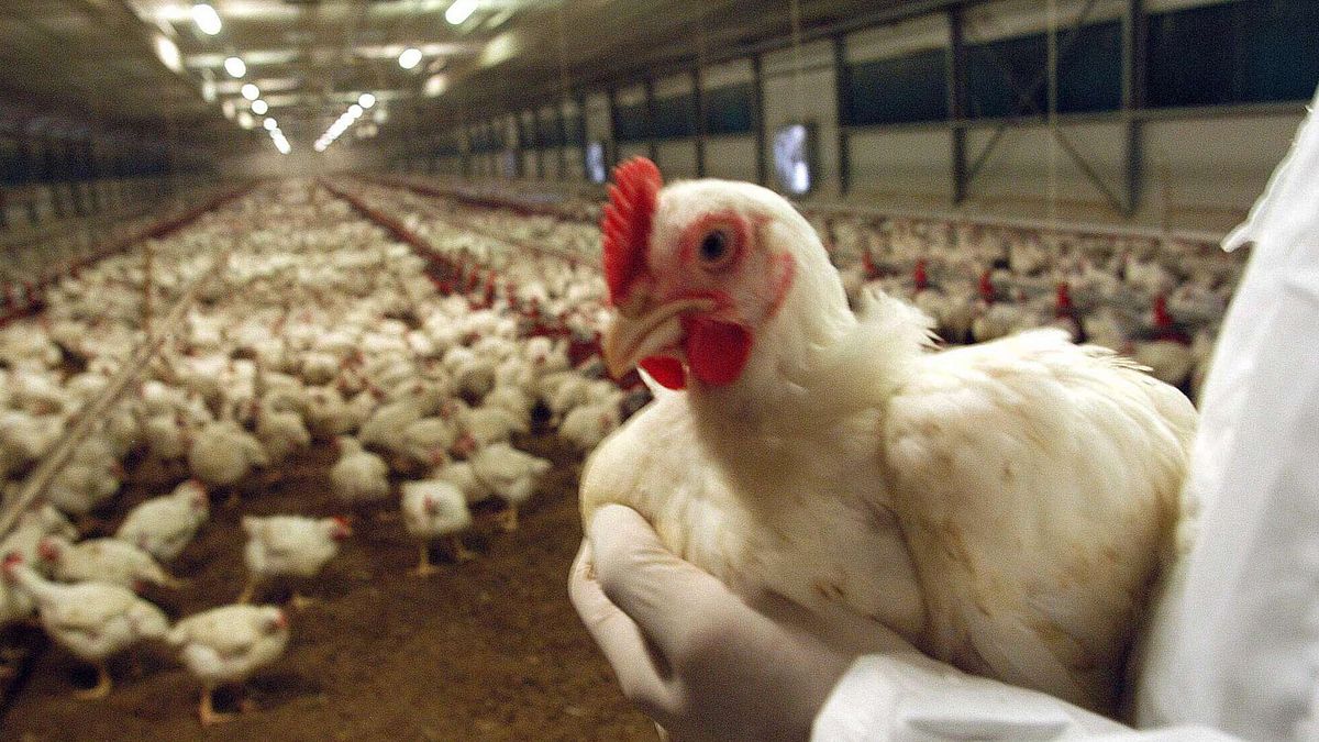 E' nato prima l'uovo o la gallina? La scienza ha la risposta