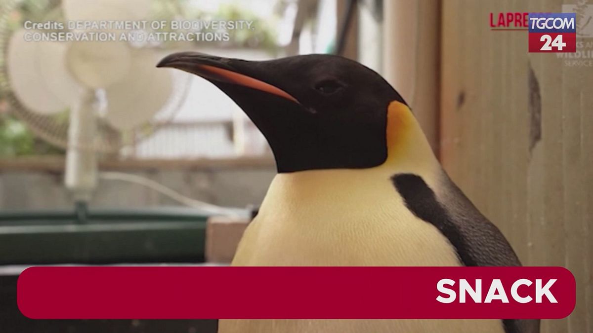 Avustralya, Antarktika'dan yanlışlıkla gelen imparator pengueni serbest bıraktı